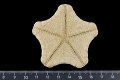 File:Plinthaster untiedtae (MNHN-IE-2013-17281) 03.jpg (Category:Echinodermata in the Muséum national d'histoire naturelle)