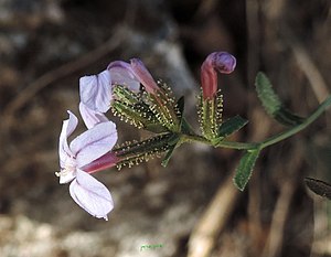 Plumbago europaea