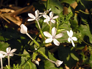 360px-Plumbago_zeylanica1MTFL.jpg