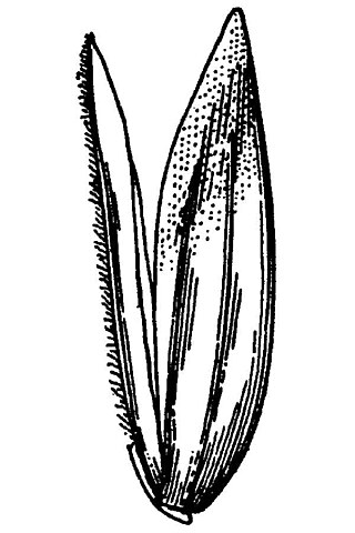 <i>Poa napensis</i> Species of grass