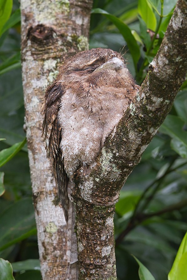 The coloration of the Papuan frogmouth Podargus papuensis, its outline disrupted by its plumage, its eye concealed in a stripe, is an effective anti-p