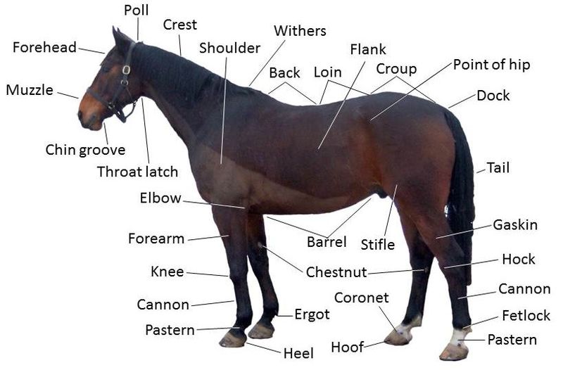 Horse anatomy - diagrams of horse body parts - EQUISHOP Equestrian