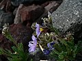 Mount Rainier National Park