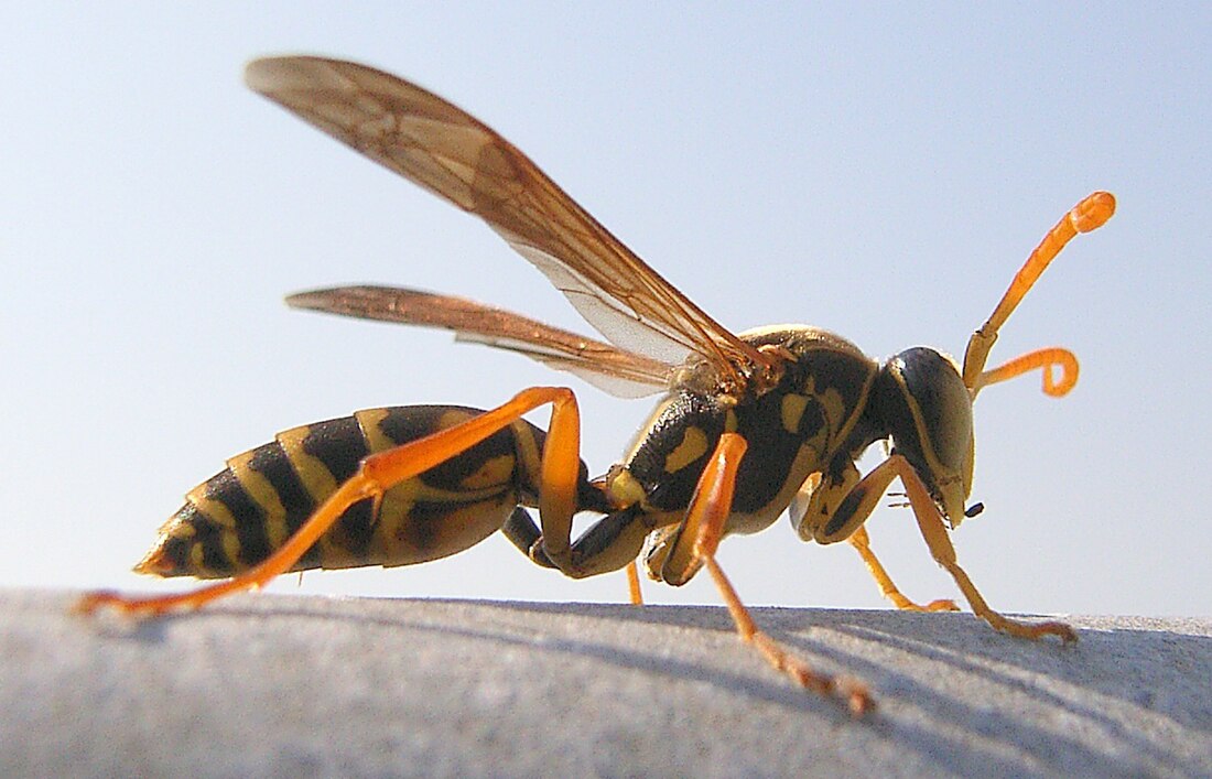 Polistes chinensis