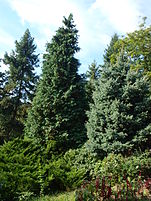 Poltava Botanical garden (37).jpg