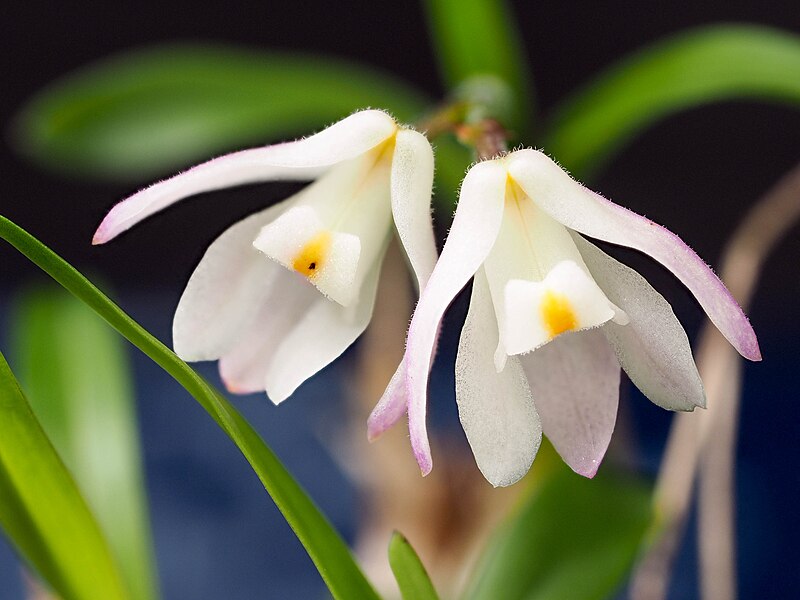 File:Polystachya ottoniana (flower).jpg