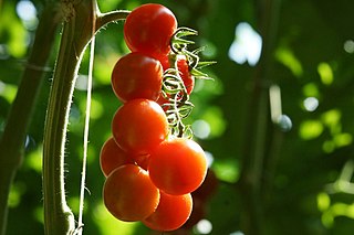 <span class="mw-page-title-main">Pomodoro di Pachino</span> Variety of tomato