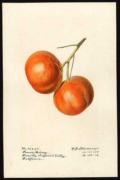 File:Pomological Watercolor POM00006443.jpg