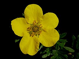 Potentilla fruticosa