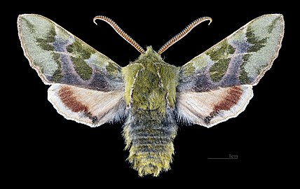 Proserpinus lucidus MHNT CUT 2010 0 235 Dayton (Washington) USA male dorsal.jpg