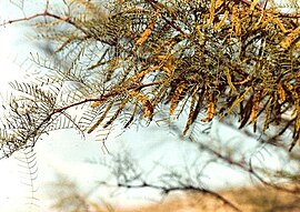 Prosopis chilensis algarrobo