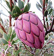 Protea sulphurea flower head