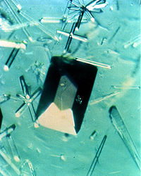 Crystals of porcine elastase Protein Crystal Growth Porcine Elastase.jpg