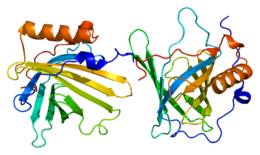 Proteina LCN2 PDB 1dfv.png