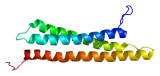 <span class="mw-page-title-main">STX12</span> Protein-coding gene in the species Homo sapiens