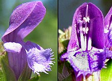 Closeup of flowers Prunella vulgaris-flowers.jpg