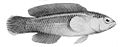 Pseudochromis tapeinosoma