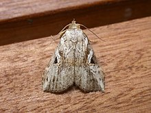 Pseudogyrtona perversa (6534510175) .jpg