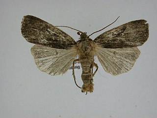 <i>Pseudohermonassa bicarnea</i> Species of moth