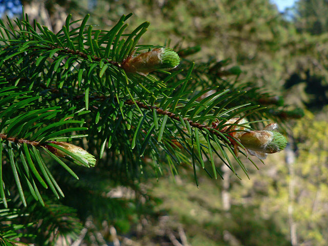 Pinaceae: needle-like leaves and vegetative buds of Coast Douglas fir (Pseudotsuga menziesii var. menziesii)