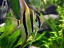 Pterophyllum altum.jpg