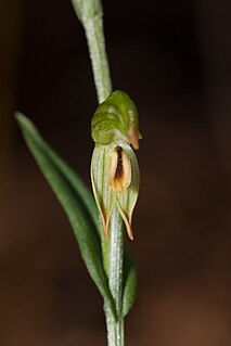 <i>Pterostylis jonesii</i> species of plant