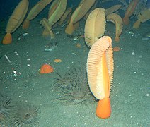 Ptilosarcus gurneyi (Anthozoa, Alcyonaria, Pennatulidae)