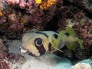 Black-blotched porcupinefish Species of fish