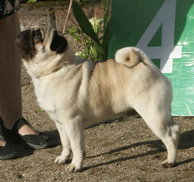 Fail:Pug fawn.jpg