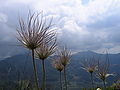 Thumbnail for File:Pulsatilla-Retezat3.jpg