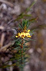 Thumbnail for Pultenaea penna