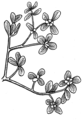 Purslane (PSF).png