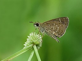 Aeromachus pygmaeus