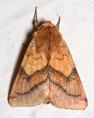 <i>Pyrrhia exprimens</i> Species of moth
