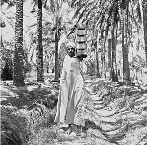 Qatifi farmer 1970s.jpg