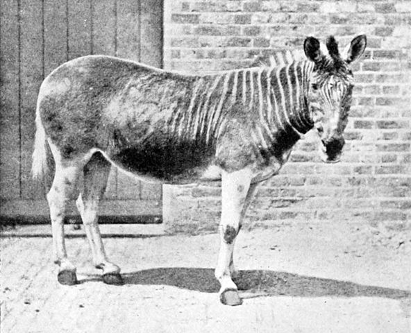 quagga