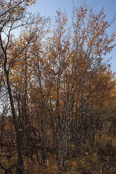 The Populus tremuloides ("trembling" or "quaking" aspen) is the dominant tree species of the parkland belt. Shown here in fall colours in west of Sask