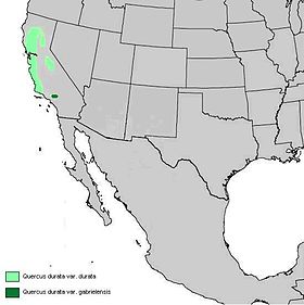 Quercus durata range map.JPG