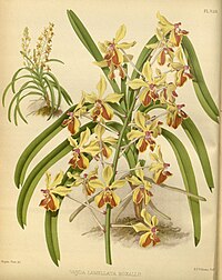 plate 338 Vanda lamellata var. boxallii