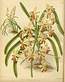 Vanda lamellata var. boxallii Plate 338 in: R.Warner - B.S.Williams: The Orchid Album (1882-1897)