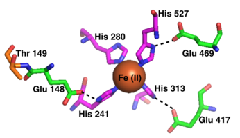 The RPE65 iron(II) cofactor, showing its coordination with 4 histidine residues and 3 glutamic acid residues. RPE65 Active Site.png