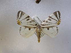 RZ251 Camptoloma mirabilis (5572568162).jpg