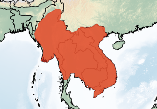 <i>Rhinolophus microglobosus</i> Species of horseshoe bat from Southeast Asia