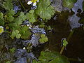 Ranunculus aquatilis var. diffusus