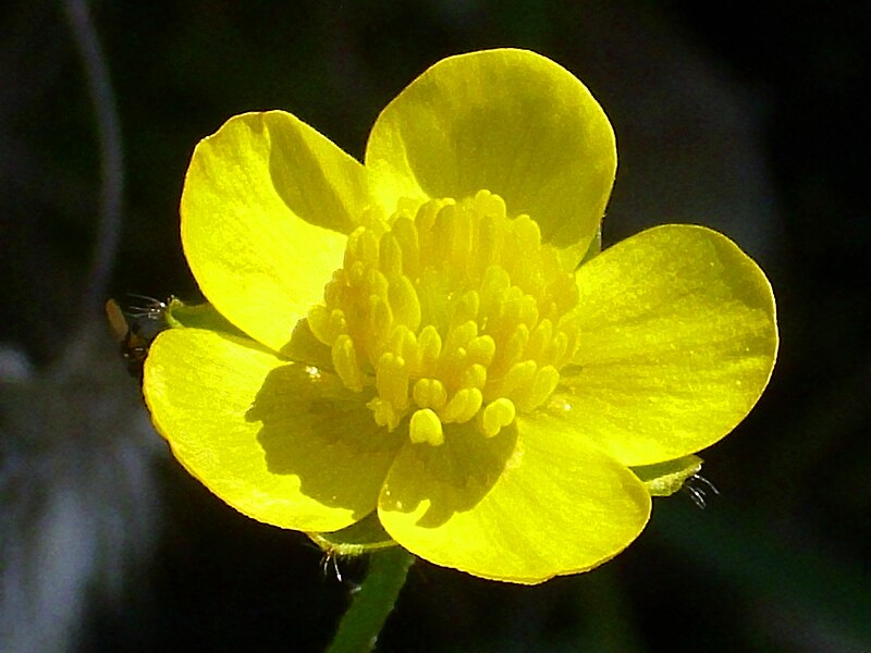 File:Ranunculus ollissiponensis Sierra Madrona.jpg