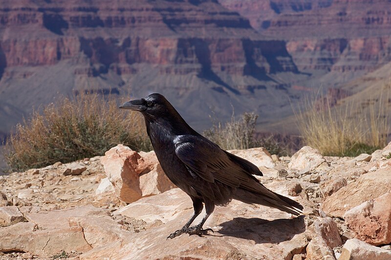 File:Raven -Grand Canyon, Arizona, USA-8.jpg