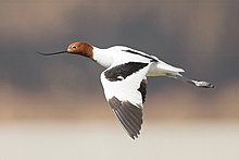 Lake Joondalup, Western Australia Recurvirostra novaehollandiae in flight - Lake Joondalup.jpg