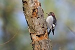 Thumbnail for File:Red-headed-woodpecker-2.jpg