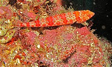 Redmarbled Lizardfish (Synodus rubromarmoratus) (8477711731).jpg