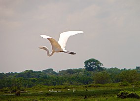 Reserva Biológica do Lago Piratuba Garsa Branca Bruno Martins (02).jpg